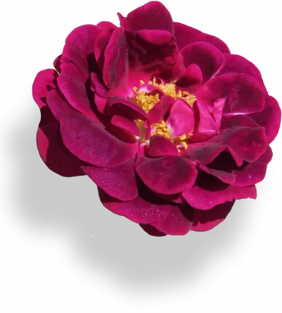 Rosa gallica `Tuscany´